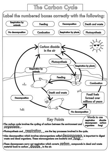 carbon cycle worksheet answers